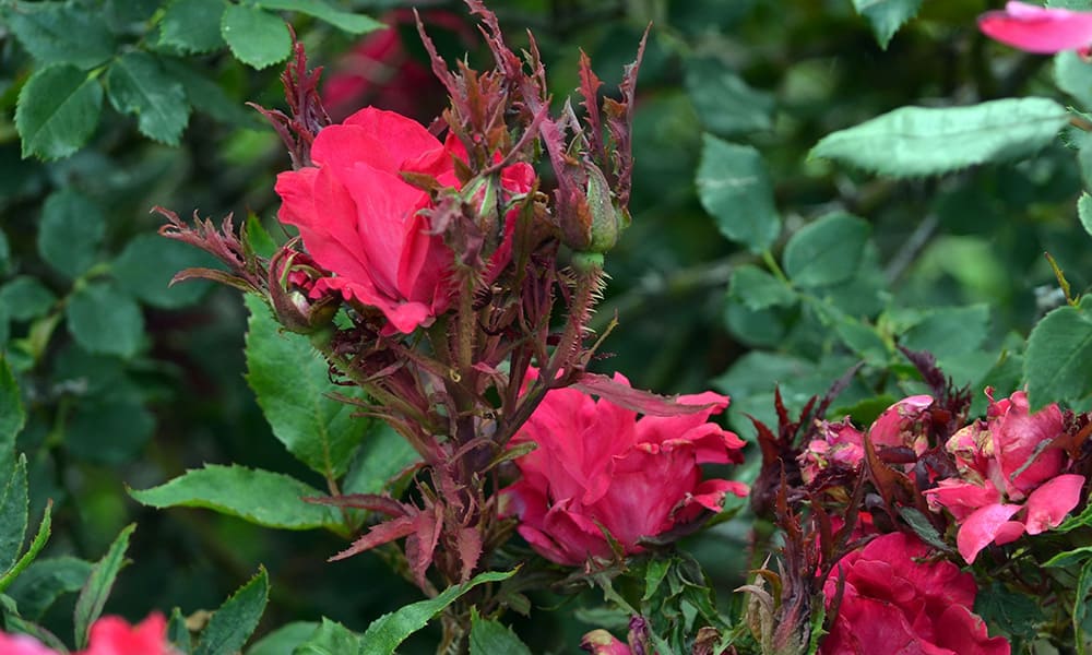 misure fitosanitarie, virus rose rosette