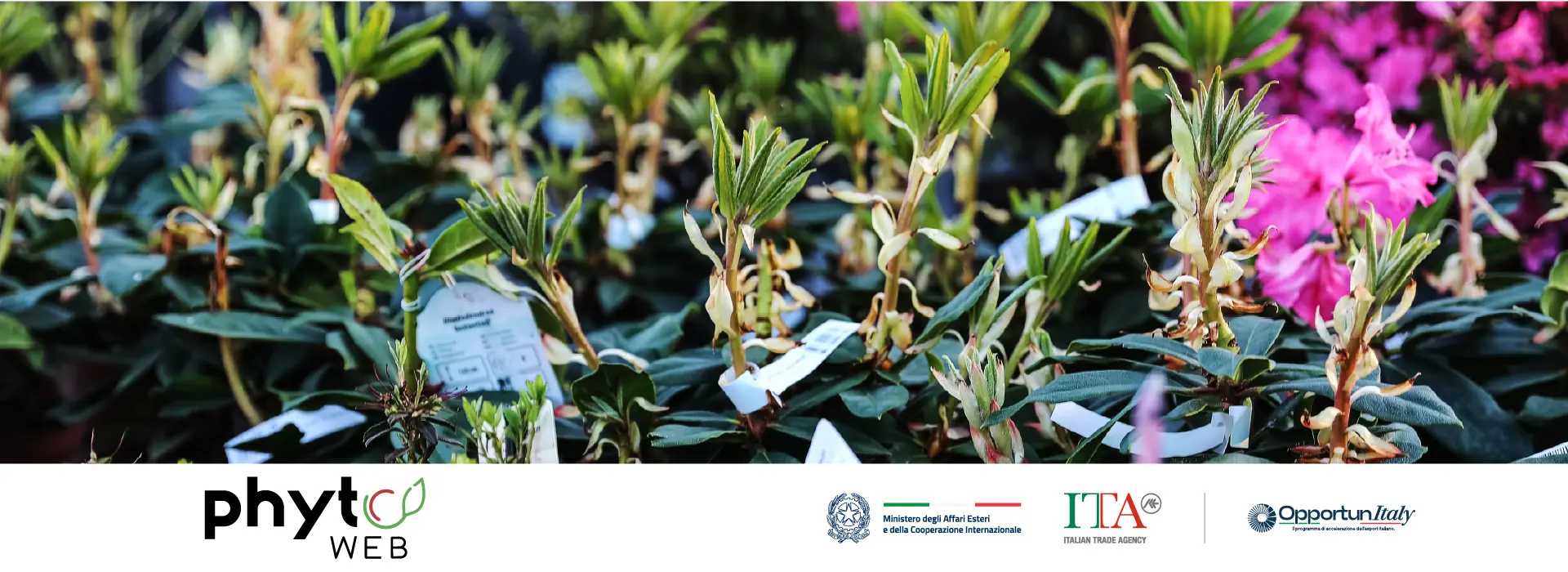 il passaporto fitosanitario (o phytopass) è il documento che certifica che una partita di piante è sana, tracciabile e conforme alla normativa UE. Senza, la movimentazione è vietata