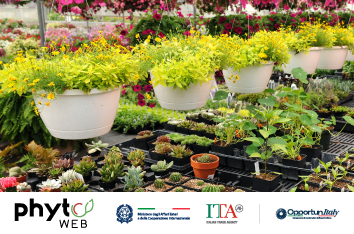 Phytoweb è un hub digitale pensato per rispondere alle esigenze concrete di chi esporta piante.