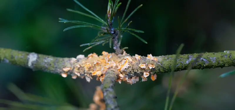 Insetti succhiatori e produttori di melata