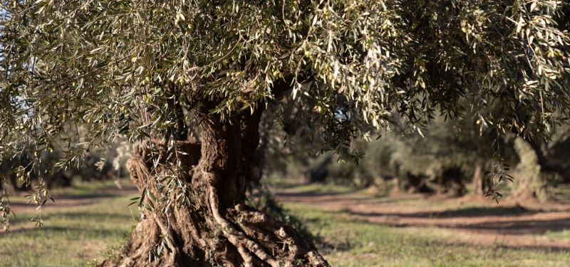 Il punto sulla diffusione in Europa della xylella fastidiosa