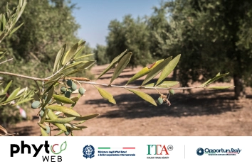 Xylella fastidiosa: stato dell'arte e misure di contenimento
