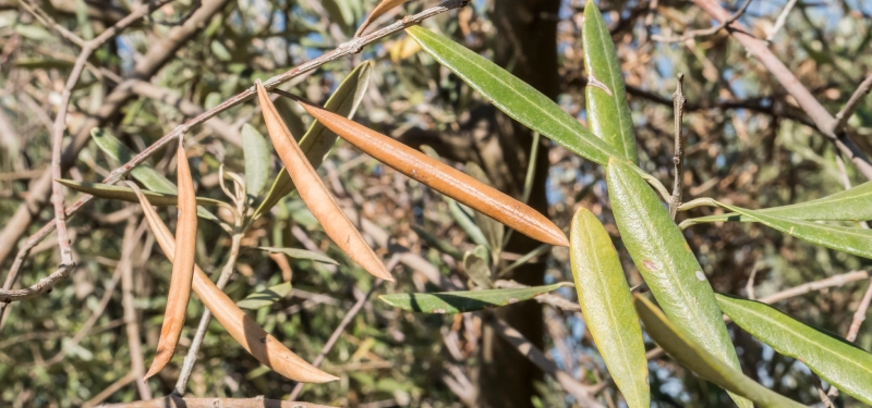 Cos'è la Xylella fastidiosa e perché è così temuta