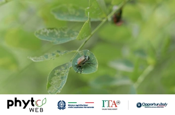 Commerciare piante senza rispettare le norme sulla salute dei vegetali non è una scorciatoia che comporta un rischio accettabile